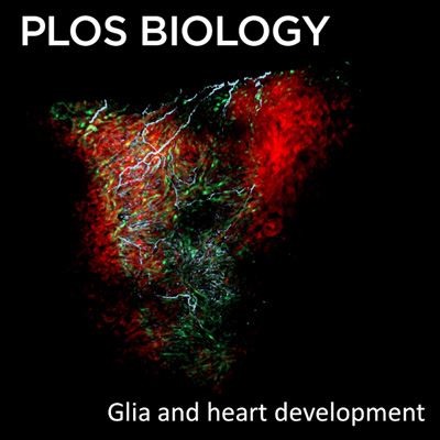 Prophylactic TLR9 stimulation reduces brain metastasis through microglia activation.